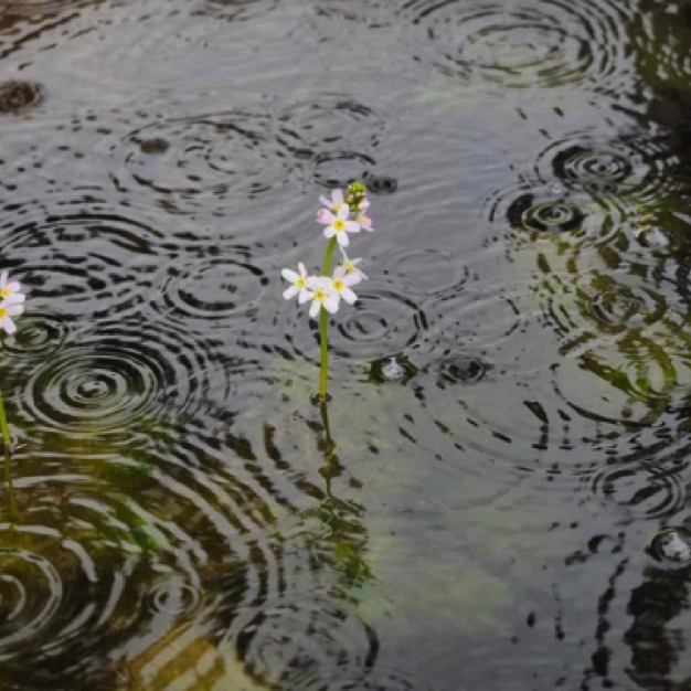 Water Violet